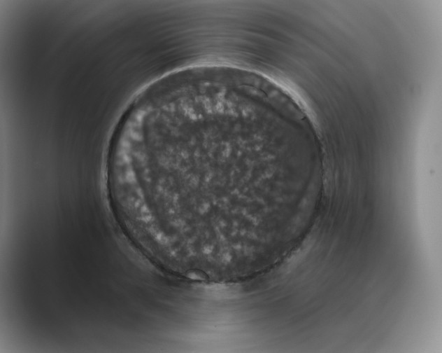 X0000088690896200706282000