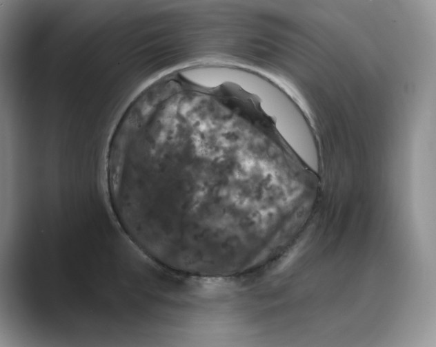 X0000088690903200706282000