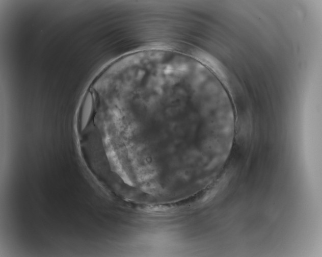 X0000088690907200706282000