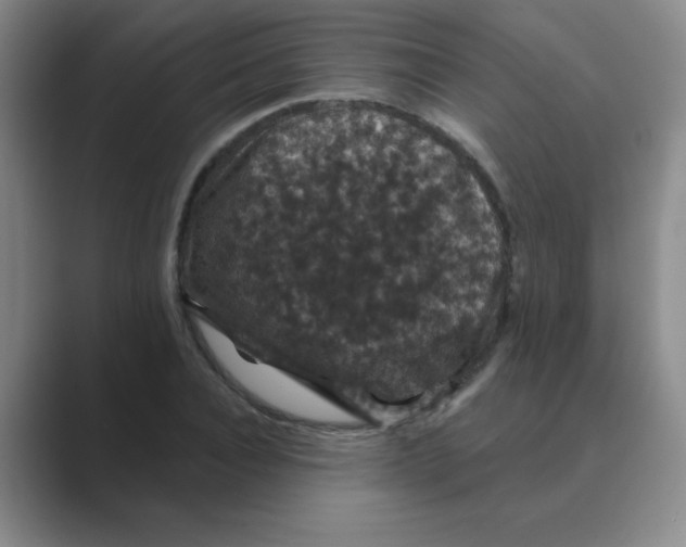 X0000088690928200706281959