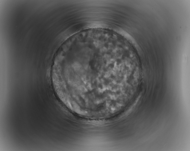 X0000088690937200706281959