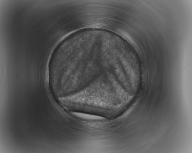 X0000088690940200706282000