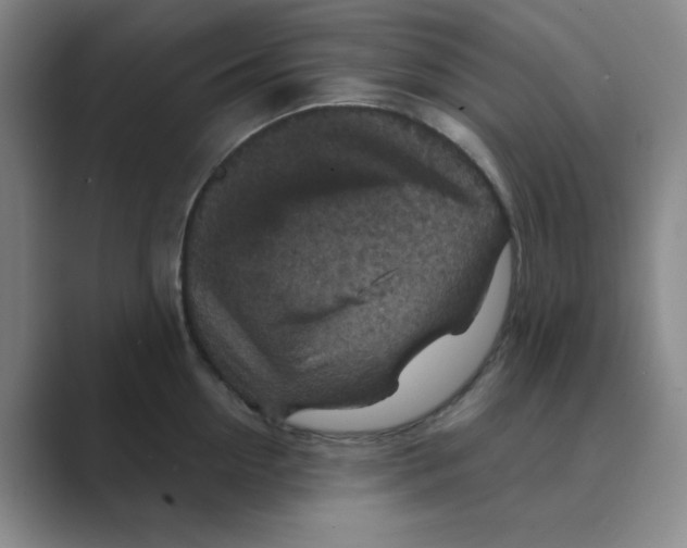 X0000088690954200706282000