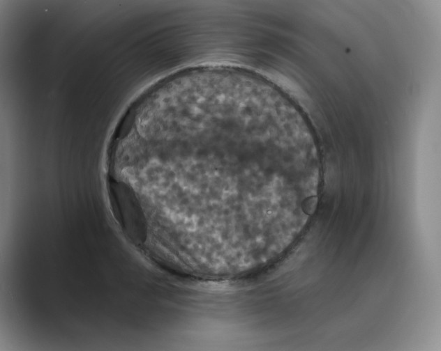 X0000088690990200706281959