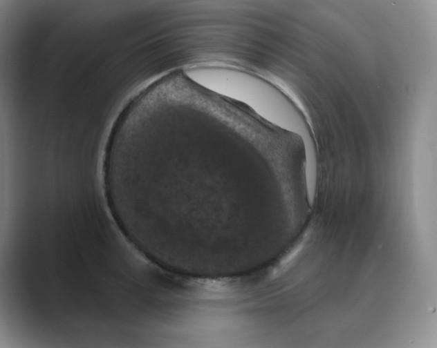 X0000088690995200706281959