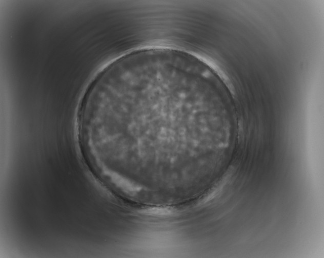 X0000088690998200706281959
