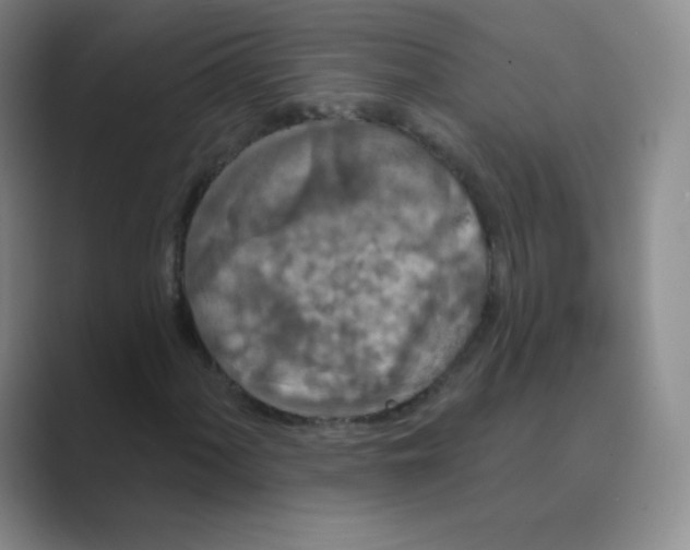 X0000088691060200706281958