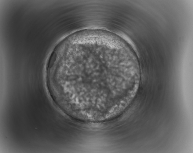 X0000088691096200706281957