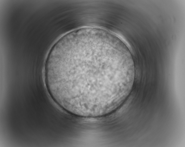 X0000088691100200706281957