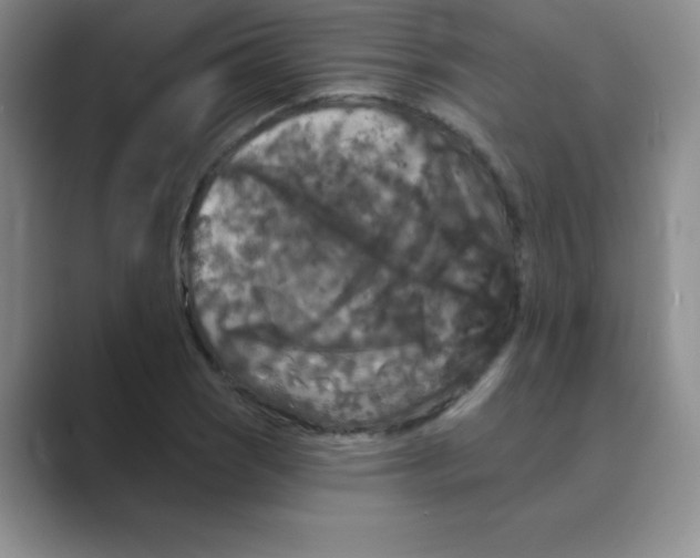 X0000088691121200706281957