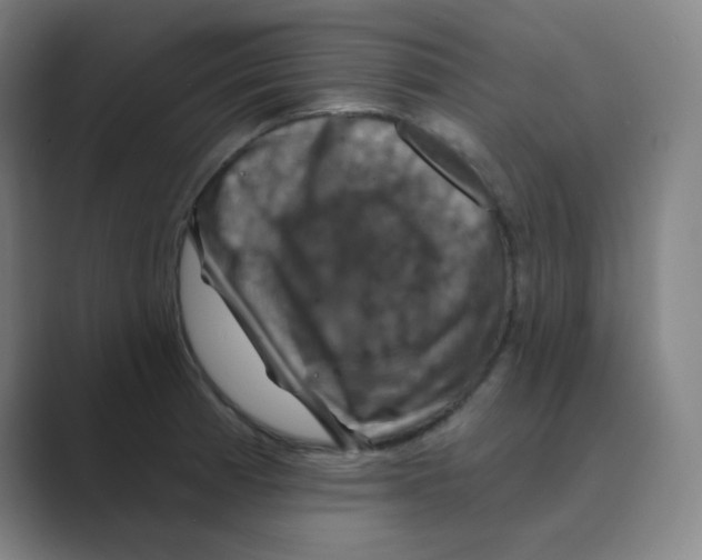 X0000088691185200706281956