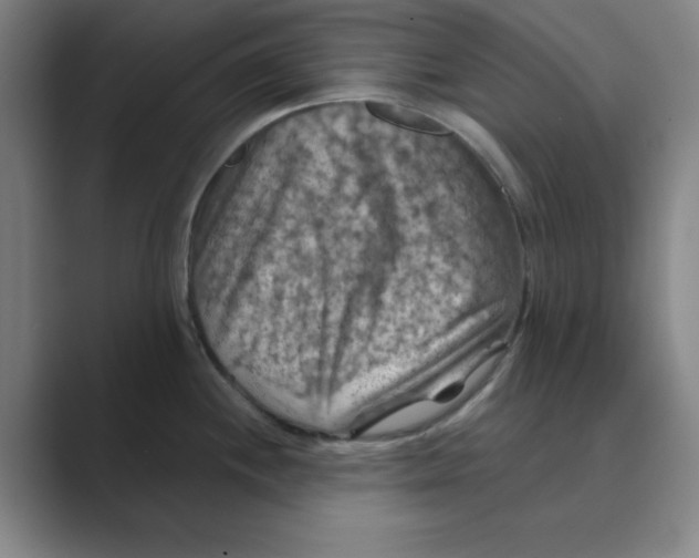X0000088691244200706281956