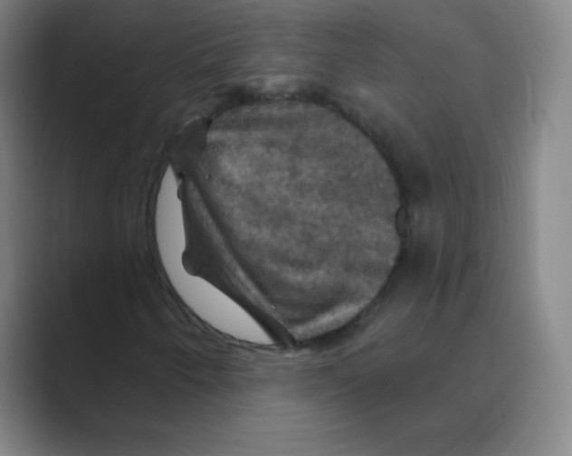 X0000088691250200706281955