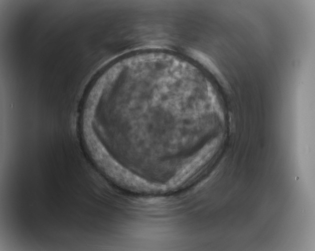 X0000088691260200706281955