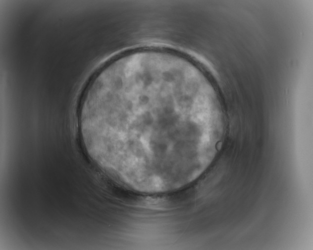 X0000088691271200706281955