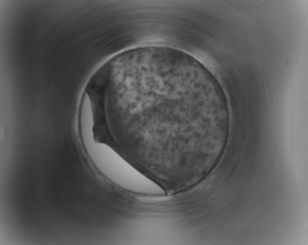 X0000088691296200706281955