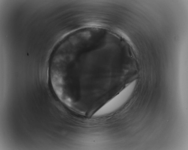 X0000088691323200706281954