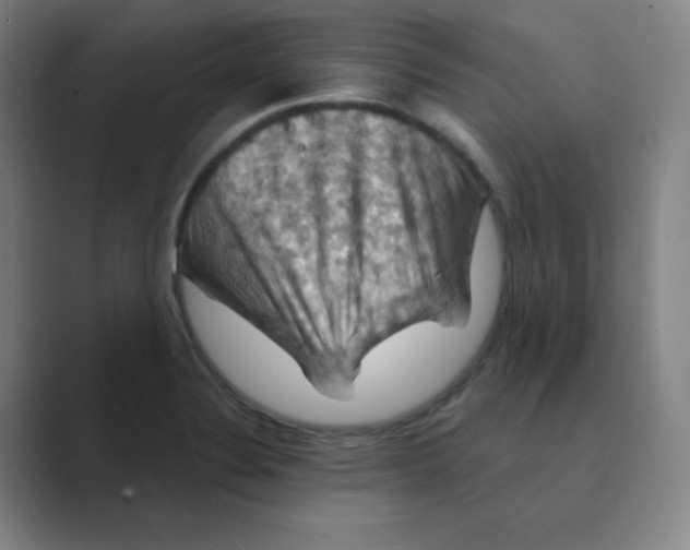 X0000088691324200706281954