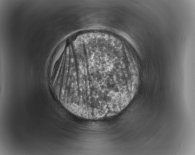 X0000088691364200706281954