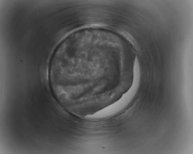 X0000088691420200706281953