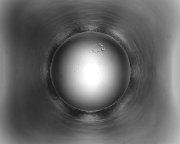 X0000088700455200705311218
