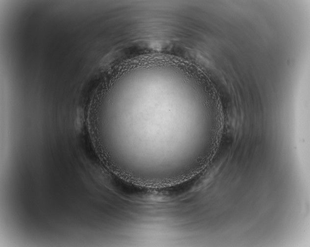 X0000088700656200705311216