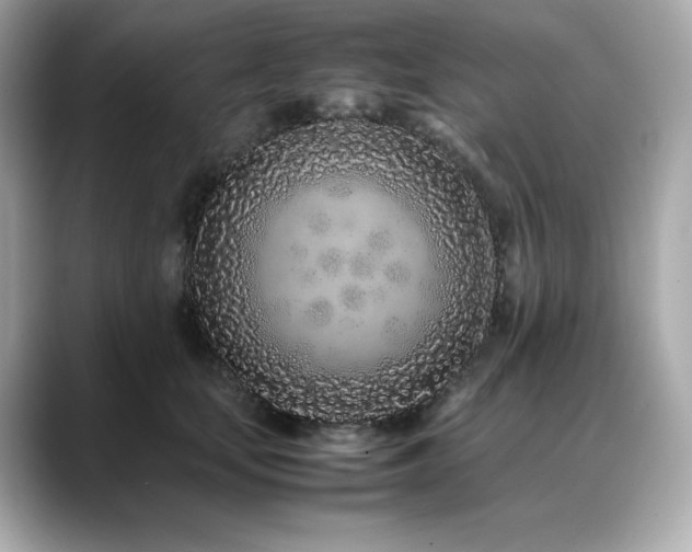 X0000088700659200705311216