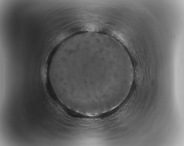 X0000088700679200705311215