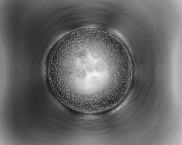 X0000088700835200705311213