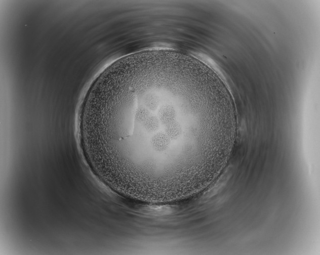 X0000088701243200705311209