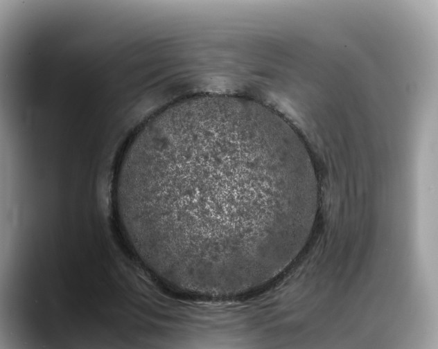 X0000088700679200706071540