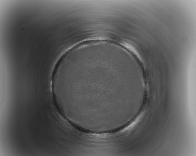 X0000088700781200706071539