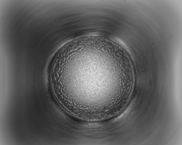 X0000088700835200706071538