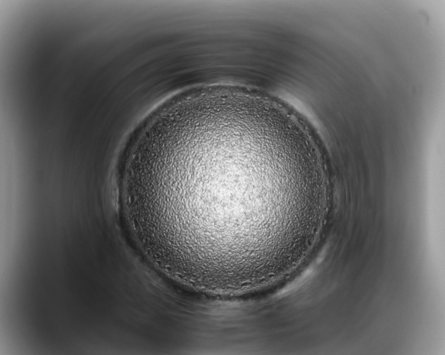 X0000088700925200706071537
