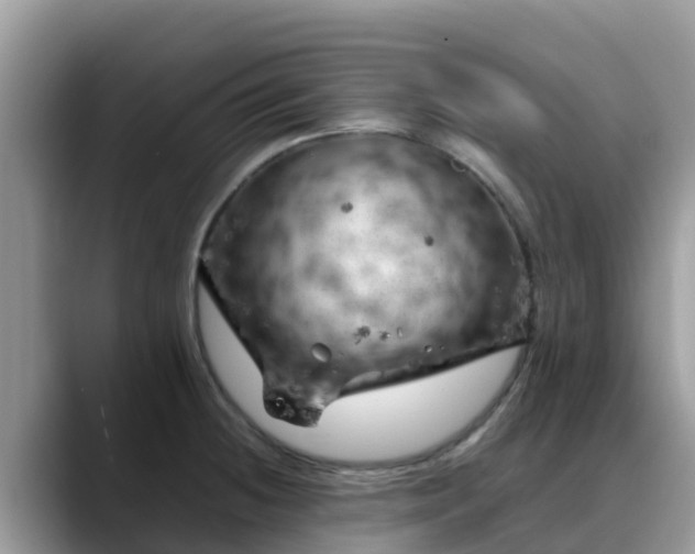X0000088701236200706071533