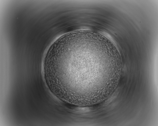 X0000088701243200706071533