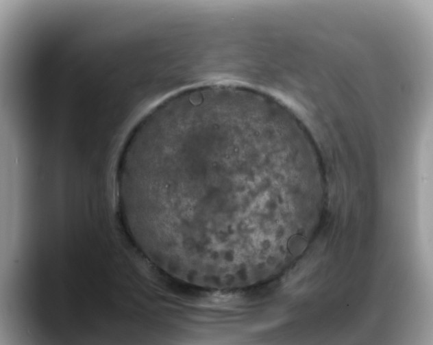 X0000088701271200706071532