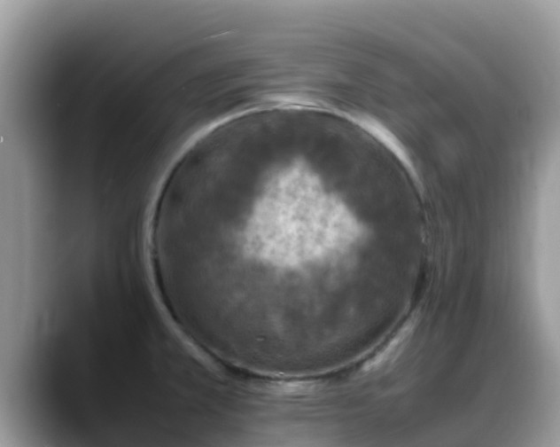 X0000088701381200706071531