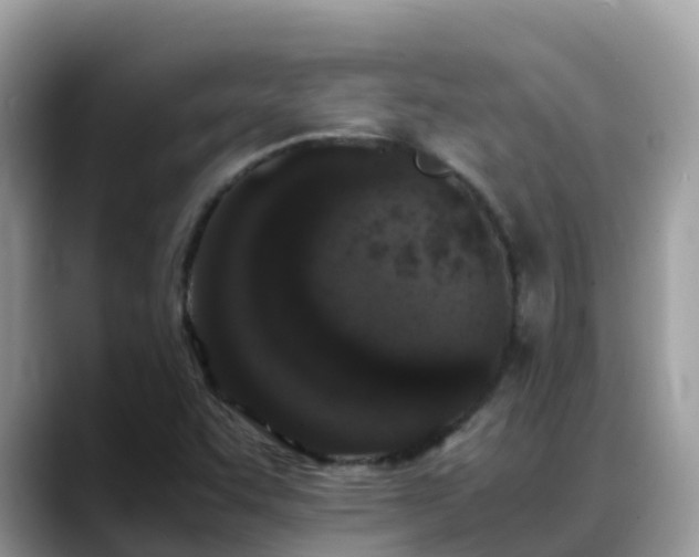 X0000088701455200706071530