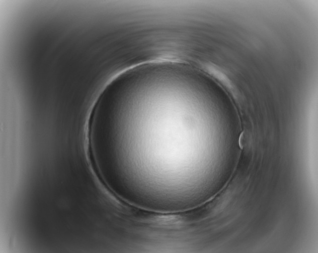 X0000088701479200706071530