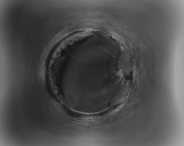 X0000088700295200706141435