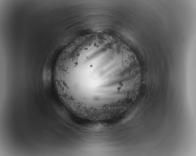 X0000088700646200706141431