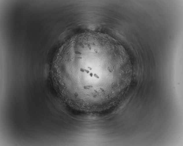 X0000088700656200706141431
