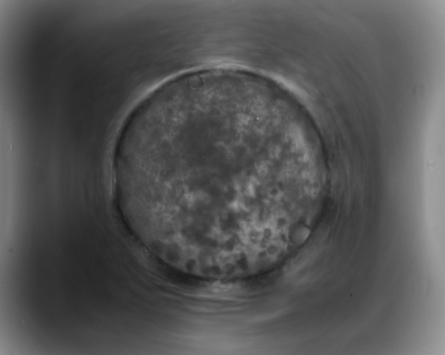 X0000088701271200706141424
