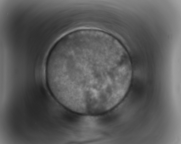 X0000088701514200706141421