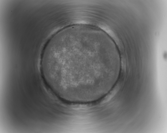 X0000088700434200706211947