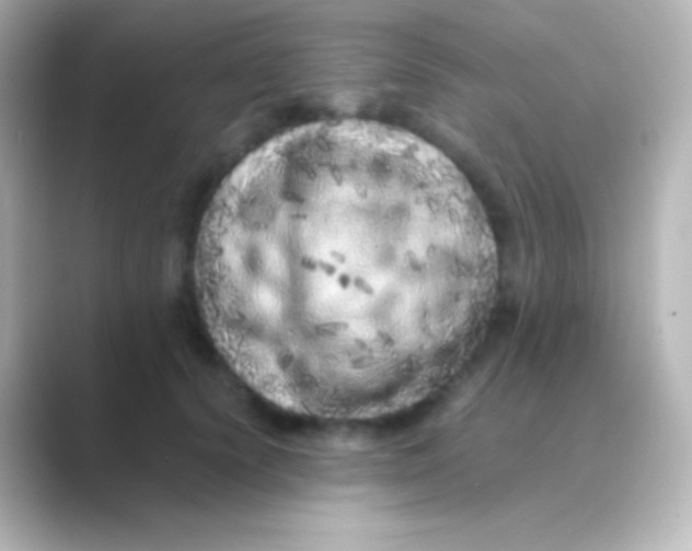 X0000088700656200706211945