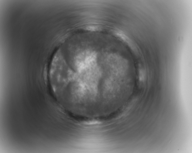 X0000088700696200706211945