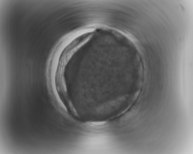 X0000088700864200706211943