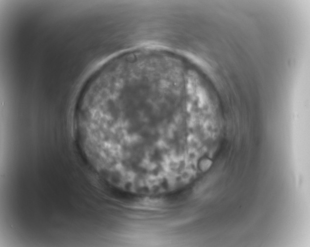 X0000088701271200706211938